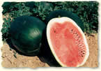 Florida Giant - Vandmelon