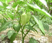 Bhut Jolokia White - C. chinense