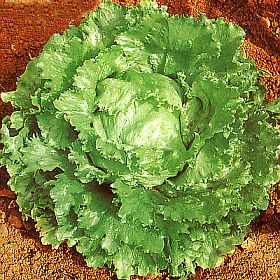 Webbs Wonderful - Salat