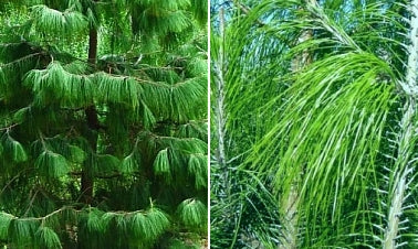Mexicansk Grædefyr - Pinus patula