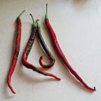 Bangalore Whippets Tail - C. annuum