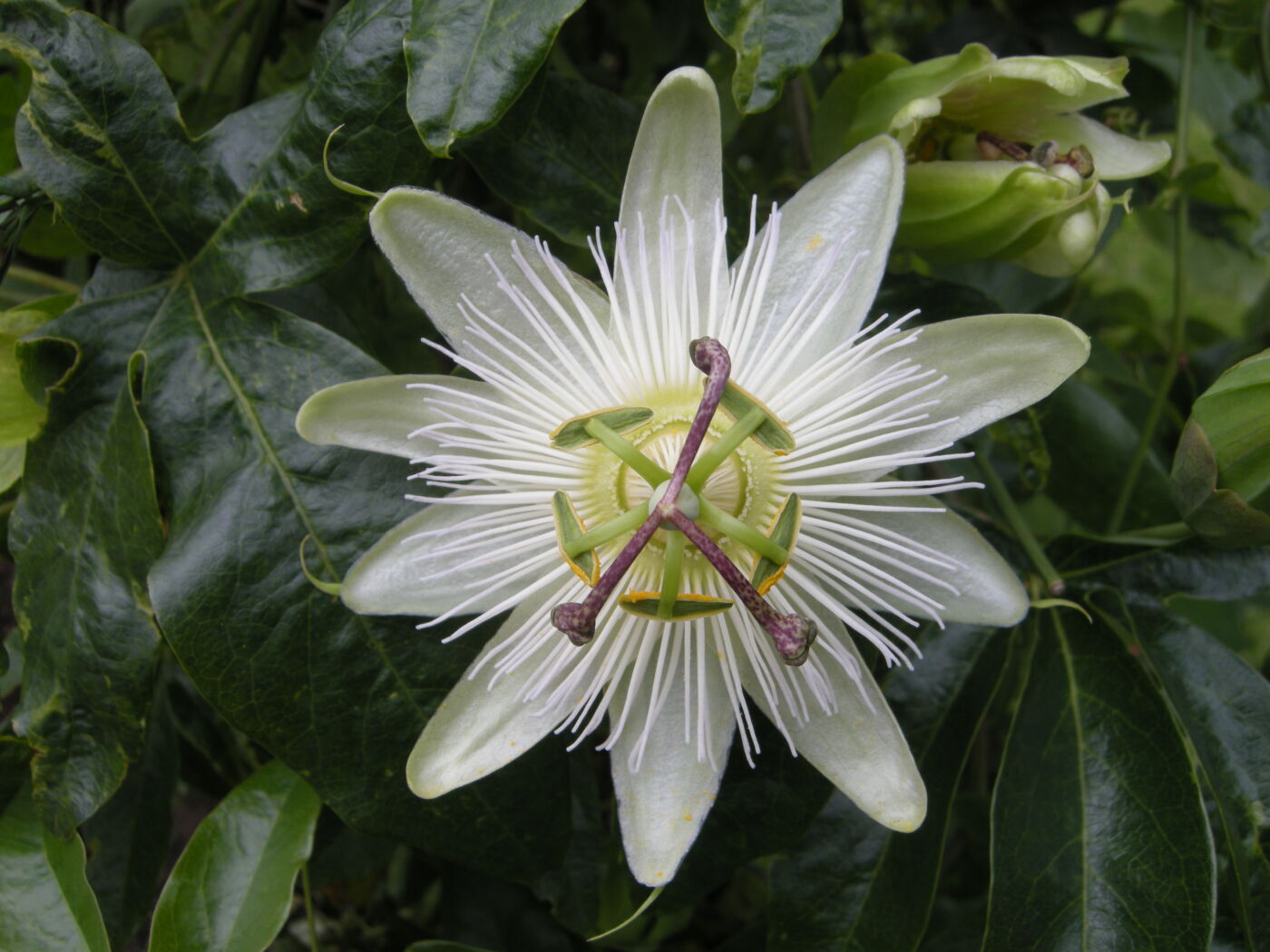 Passiflora 'White Lightening' - plante