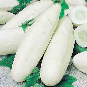 Hvid agurk - Mini White Pickling