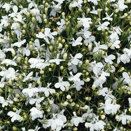 Kantlobelie - White lady - Lobelia erinus