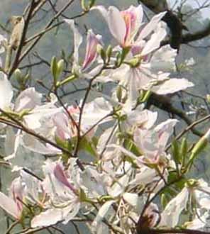 Orkide Træ – Hvid - Bauhinia