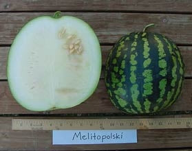 White Wonder - Vandmelon