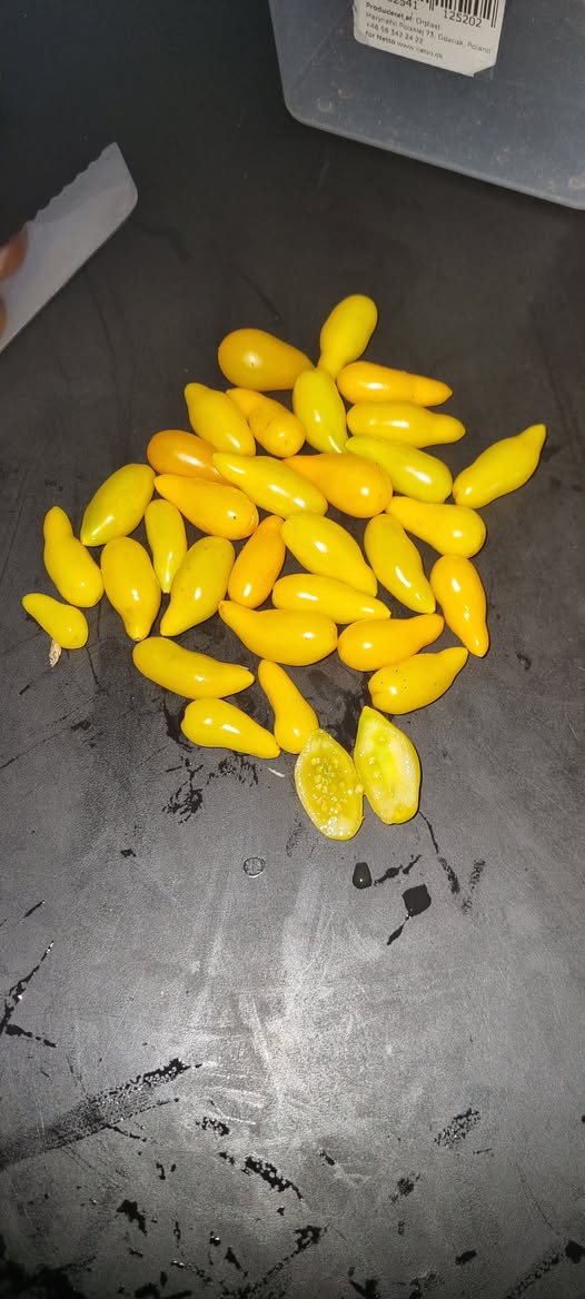 Vildtomat - Wild tomate Gelbe Orange