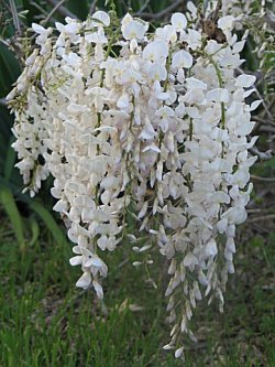 Hvid Blåregn - Wisteria sinensis alba