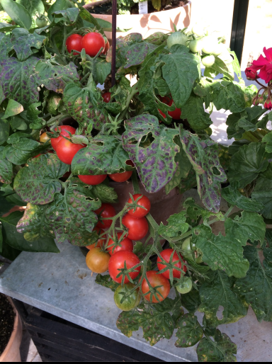 Window Box Red - Tomat
