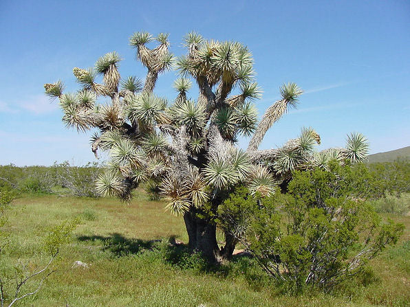 Joshua Tree - Yucca brevifolia