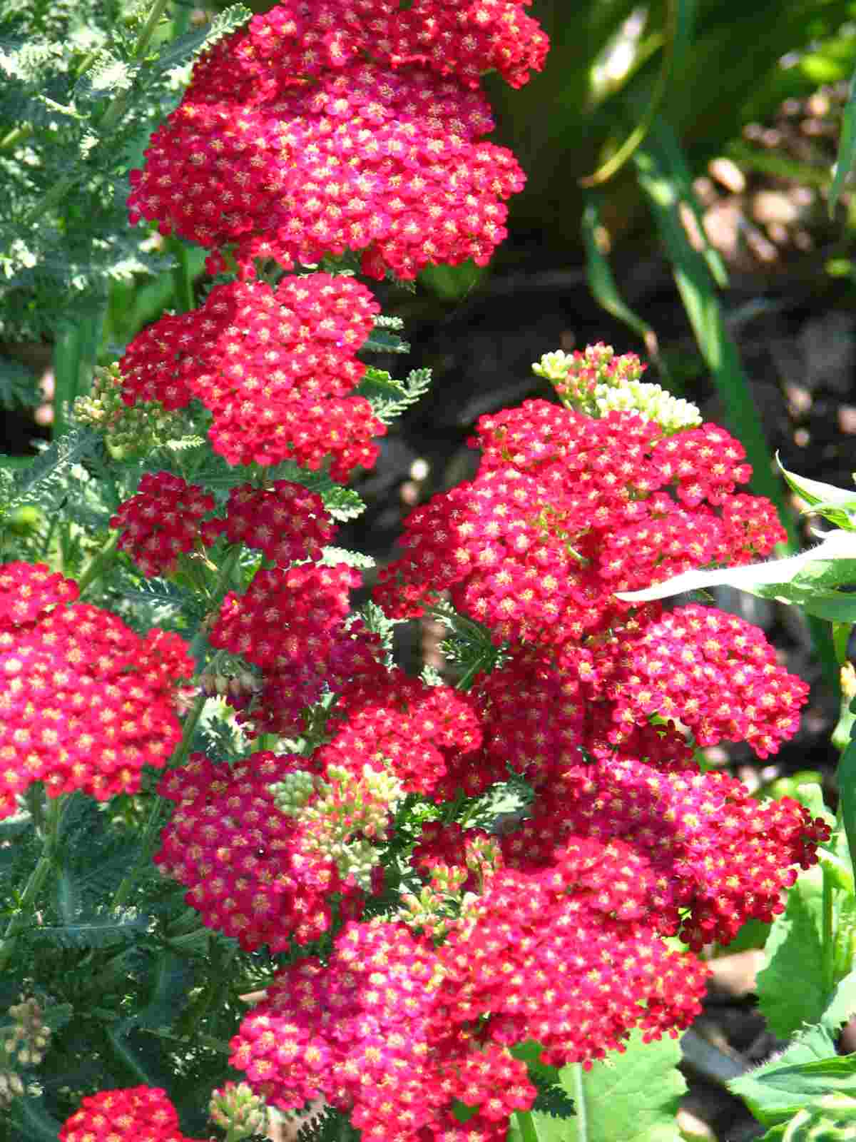 Yarrow - Cherise Queen