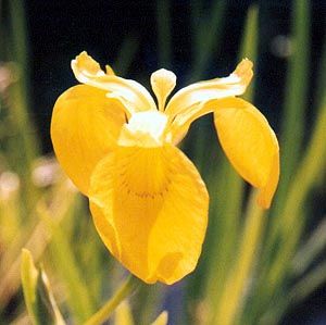 Yellow Flag Iris Iris