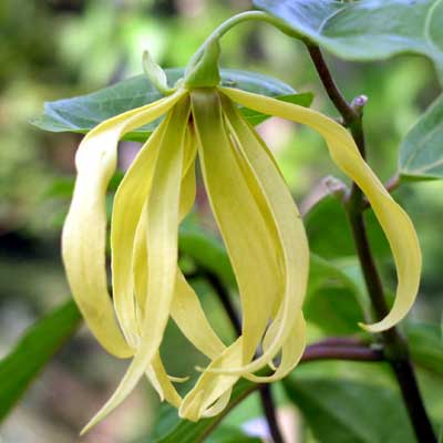 Perfumetræ - Ylang-Ylang - cananga Odorata