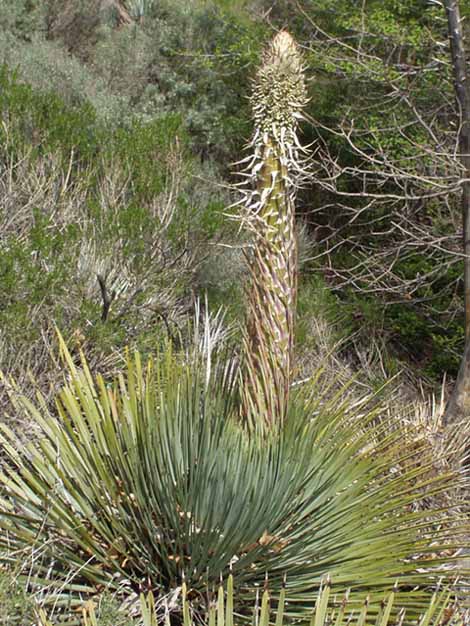 Lord's Candle - Yucca whipplei