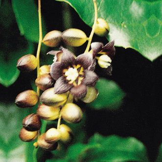 Zabala Frugt - Lardizabala biternata