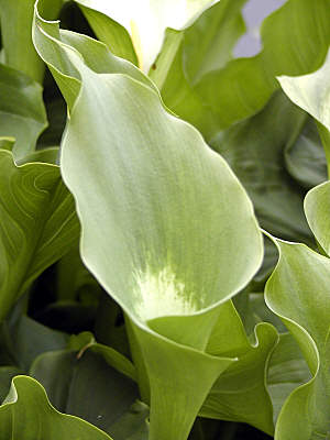 Green Godess Calla - Zantedeschia Aethiopica