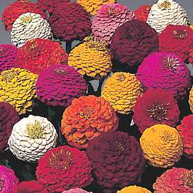 Frøkenhat - Zinnia Elegans - Blandede farver