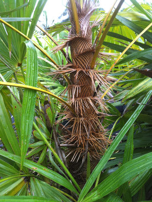 Zombie Palme - Zombia Antillarum
