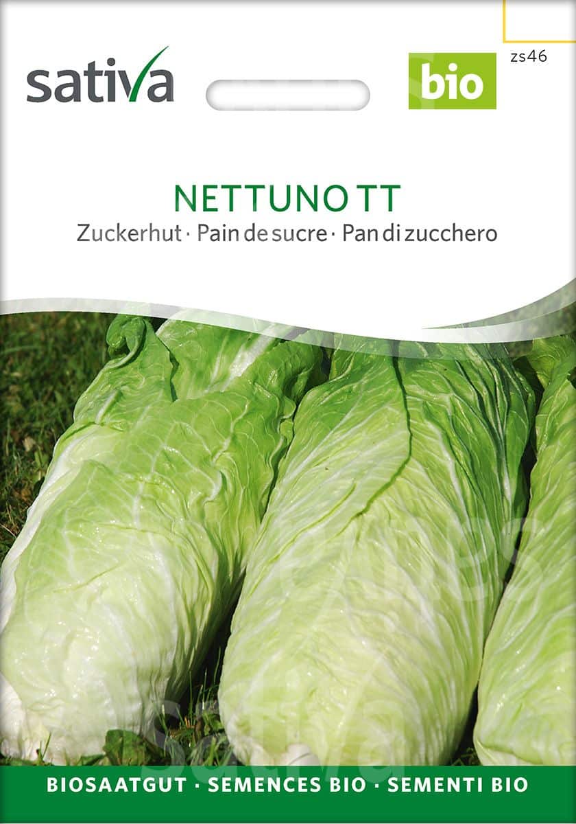 CIKORIE SALAT - NETTUNO TT - ØKO
