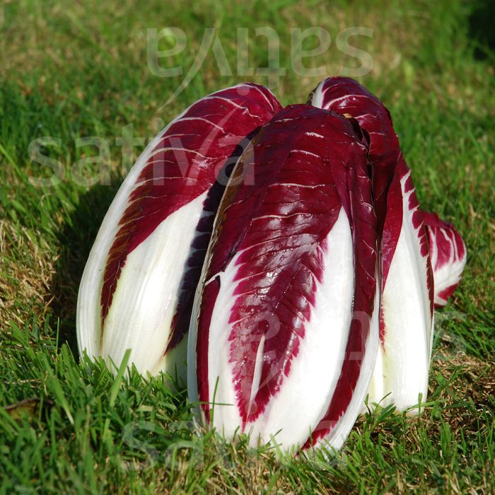 Pintone (Bottiglione) TT - Radicchio Treviso - Cikoriesalat