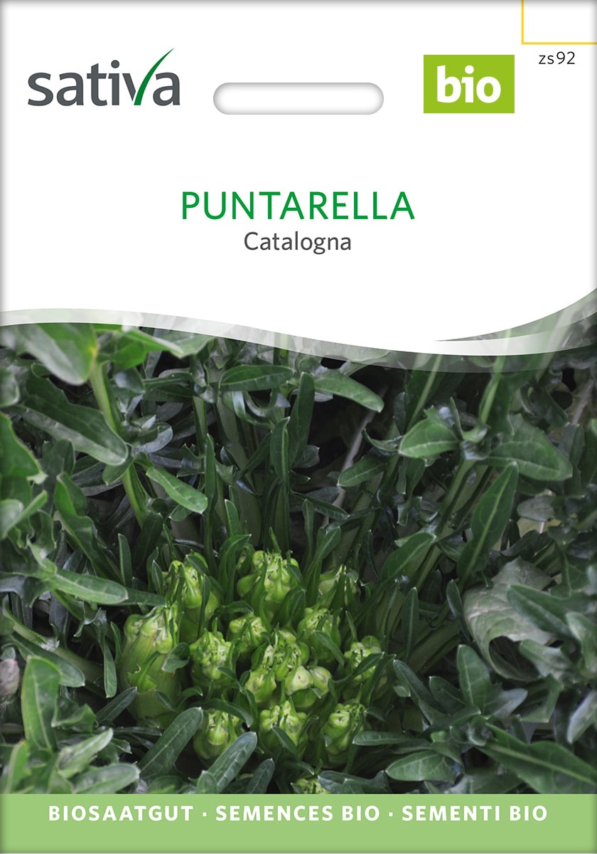 Cicoria - Julesalat - Puntarella Catalogna - ØKO
