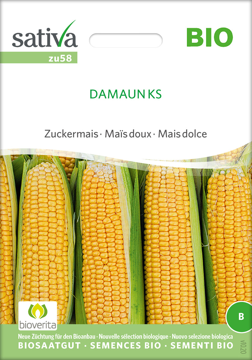 Sukkermajs - Damaun KS - ØKO