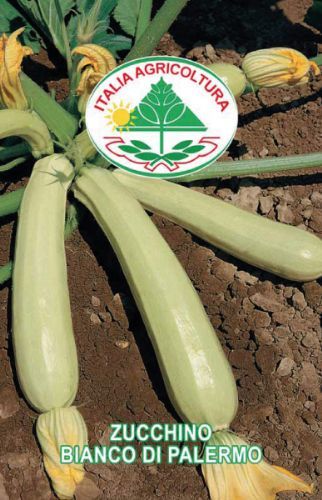 Squash - Lungo Bianco di Palermo