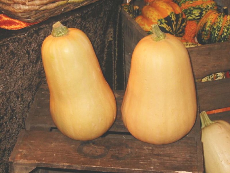 Græskar - Zucca