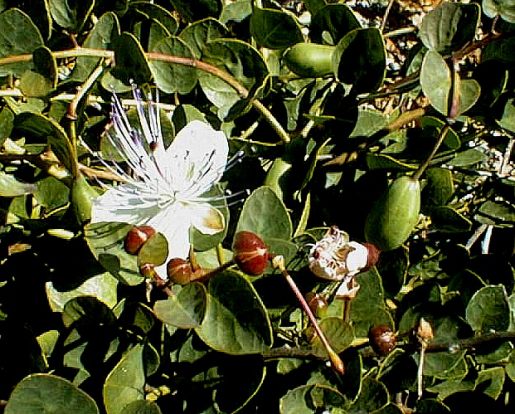 Quagmire pad Kalkun Kapers - Capparis Spinosa - Bjarne's frø og planter