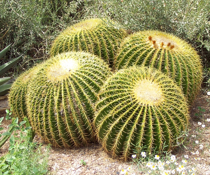 Guldkugle - Echinocactus grusonii Bjarne's frø og planter