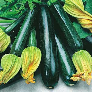 Squash - Zucchino