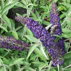 Sommerfuglebusk - Blue - frø planter