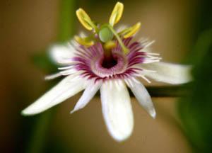 Passiflora