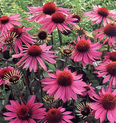 Rød Solhat - Echinacea - og planter