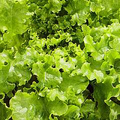 Salat - Lattuga