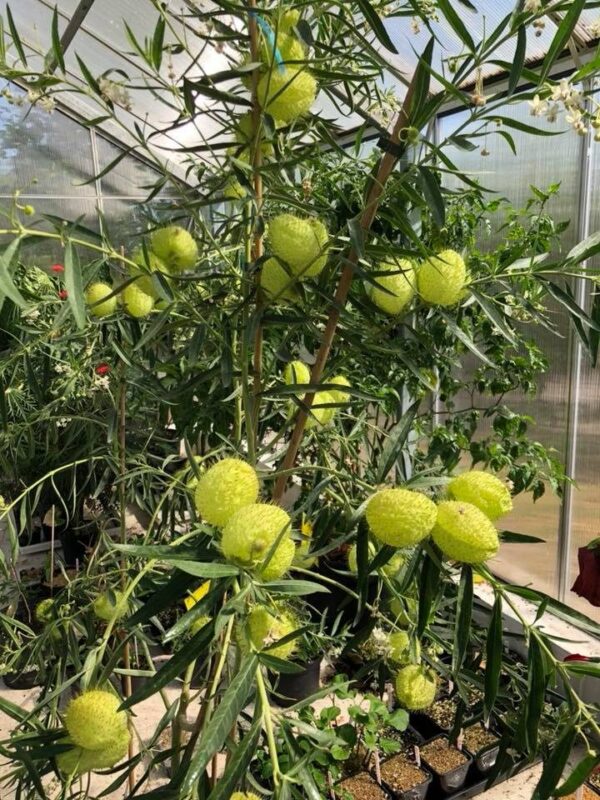 Silkeplante / Ballonplante- Asclepias physocarpa
