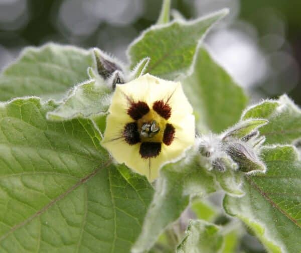 Ananas Kirsebær - Physalis peruviana edulis - Billede 2