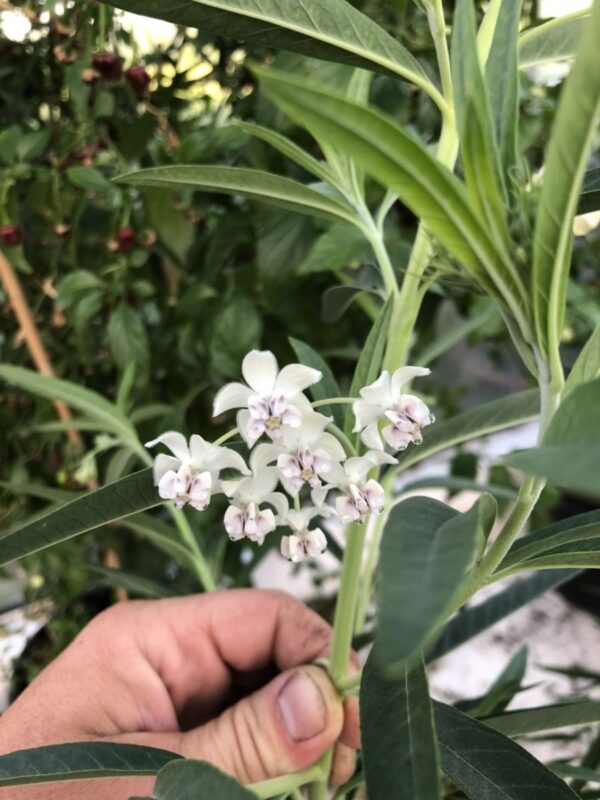 Silkeplante / Ballonplante- Asclepias physocarpa - Image 2