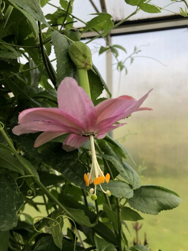 Passiflora mollissima - Image 2