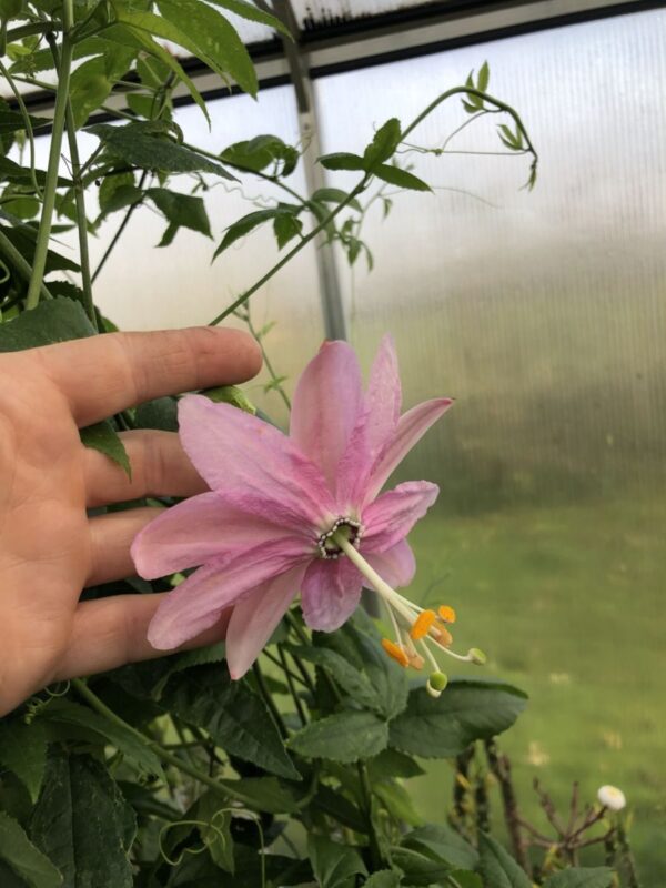 Passiflora mollissima