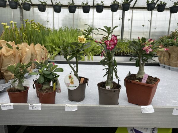 Ørkenrose - Adenium Obesum - plante - Image 2