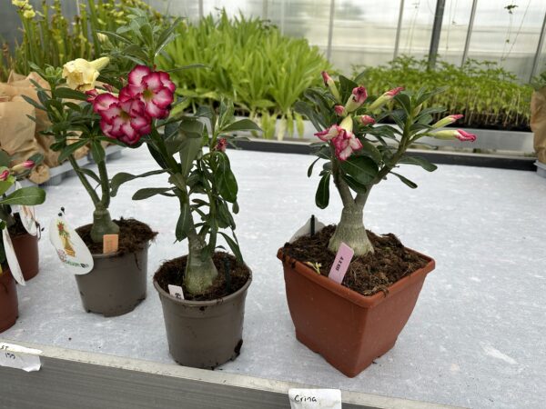 Ørkenrose - Adenium Obesum - plante - Image 3