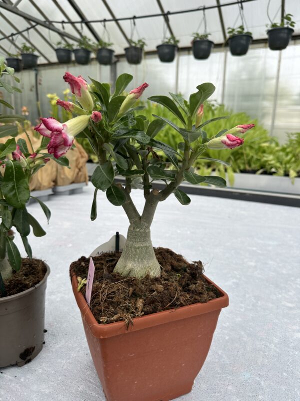 Ørkenrose - Adenium Obesum - plante - Image 4