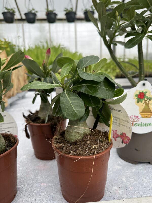 Ørkenrose - Adenium Obesum - plante - Image 6