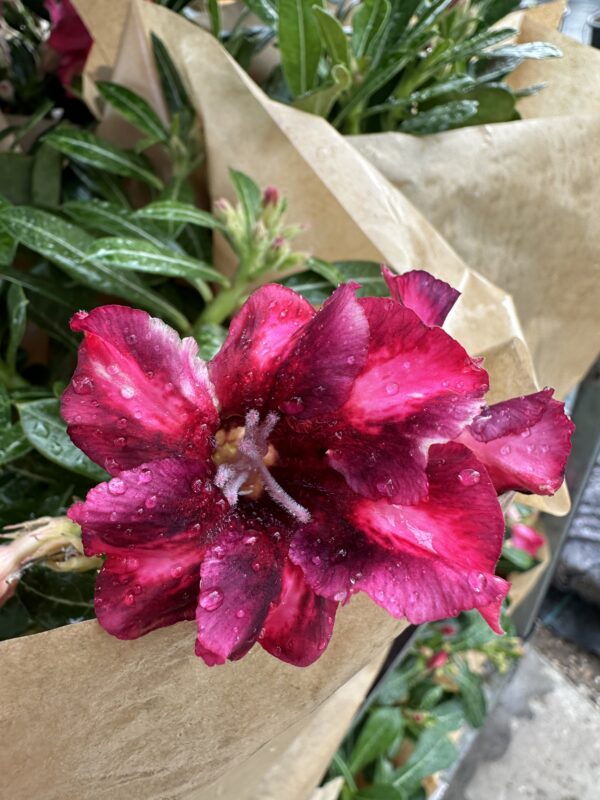 Ørkenrose - Adenium Obesum - plante - Image 8