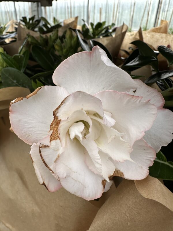 Ørkenrose - Adenium Obesum - plante - Image 9