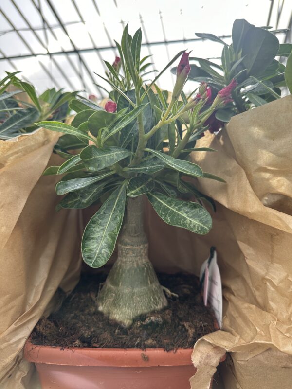 Ørkenrose - Adenium Obesum - plante - Image 10
