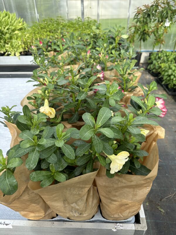 Ørkenrose - Adenium Obesum - plante - Image 11