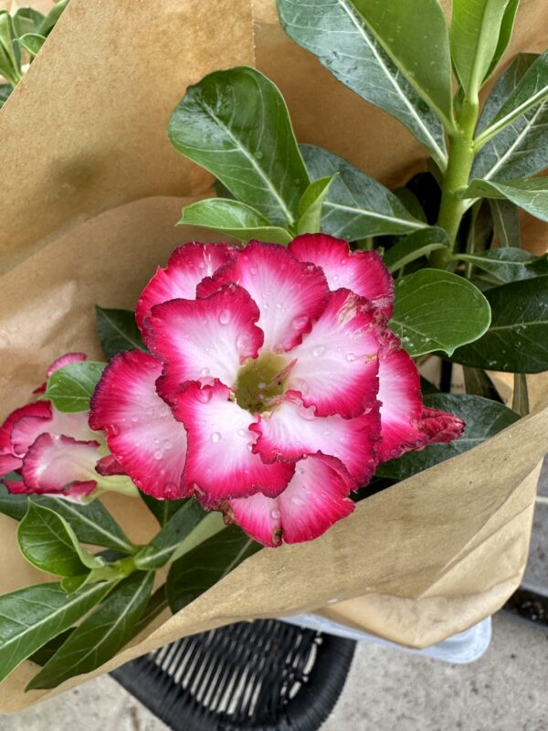 Ørkenrose - Adenium Obesum - plante - Image 12