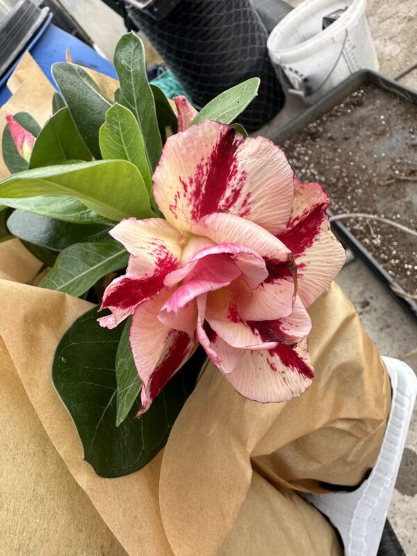 Ørkenrose - Adenium Obesum - plante - Image 13